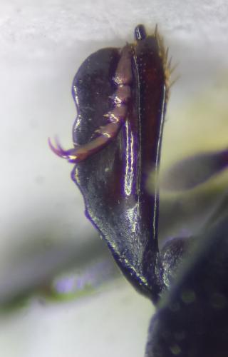 Margarinotus ignobilis